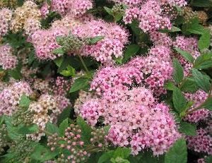 Spirée du japon 'little pRincess'