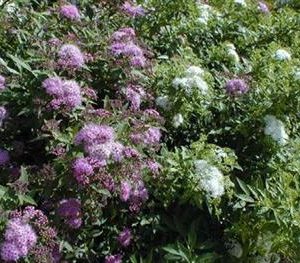 Spirée du japon 'shirobana'