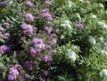 Spirée du japon 'shirobana'