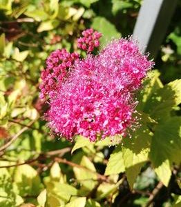 Spirée japonaise 'Goldflame'