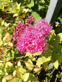 Spirée japonaise 'Goldflame'