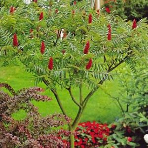 Sumac de virginie