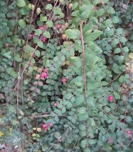 Symphorine 'hancock'