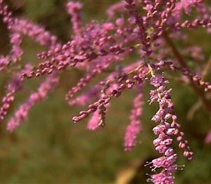 Tamaris de printemps