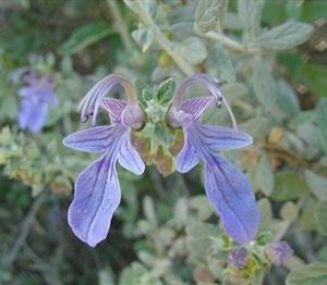 Teucrium fruticans, Germandrée arbustive