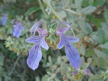 Teucrium fruticans, Germandrée arbustive