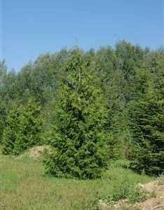 Thuya géant 'Excelsa'