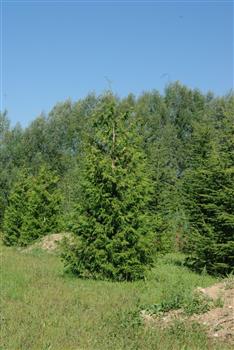 Thuya géant 'Excelsa'