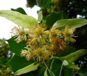 Tilleul à grandes feuilles, Tilleul de Hollande, Tilleul à tisanes