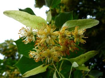 Tilleul à grandes feuilles, Tilleul de Hollande, Tilleul à tisanes