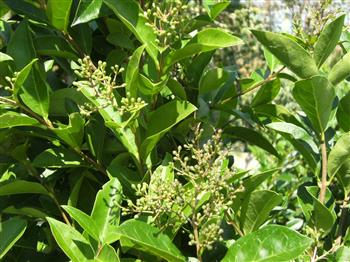 Troène commun 'atrovirens'