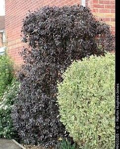 Troène commun panaché, Troène de Californie panaché