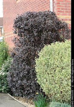 Troène commun panaché, Troène de Californie panaché