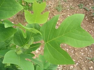 Tulipier de Virginie