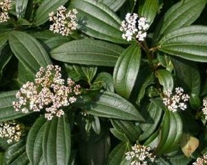 Viburnum davidii