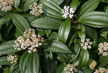 Viburnum davidii