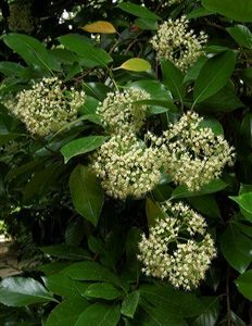Viburnum odorantissimum
