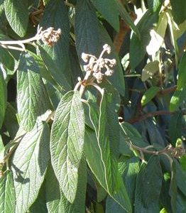 Viorne à feuilles ridées