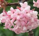 Viorne de Bodnant 'Dawn'