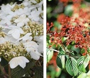 Viorne de chine 'summersnow flake'