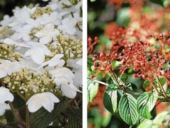 Viorne de chine 'summersnow flake'