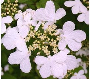 Viorne de chine 'watanabe'