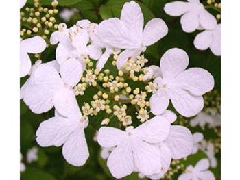 Viorne de chine 'watanabe'