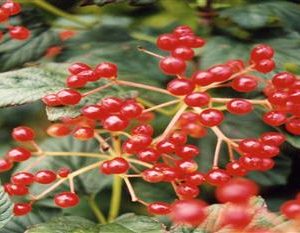 Viorne obier 'Compactum'