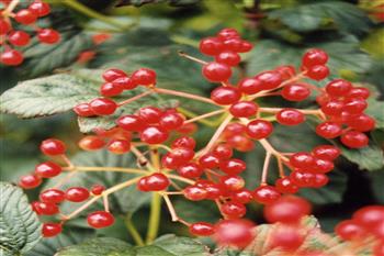 Viorne obier 'Compactum'