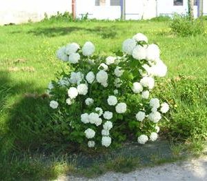 Viorne Boule de neige