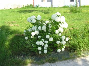 Viorne Boule de neige
