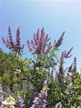 Vitex, Gattilier