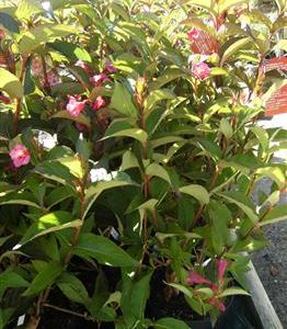 Weigelia 'Bristol ruby'