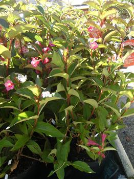 Weigelia 'Bristol ruby'