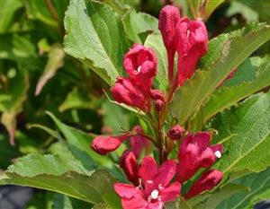 Weigelia 'Red Prince'