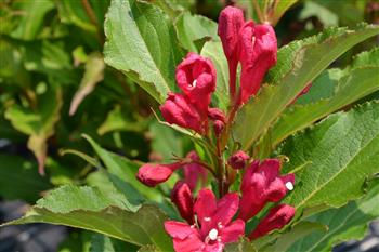 Weigelia 'Red Prince'