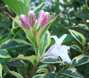 Weigelia de Floride 'Variegata'