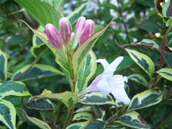 Weigelia de Floride 'Variegata'