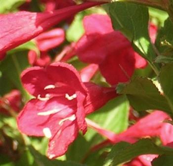 Weigelia 'lucifer'