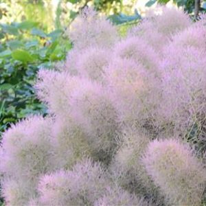 Arbre à perruques nain "young lady"