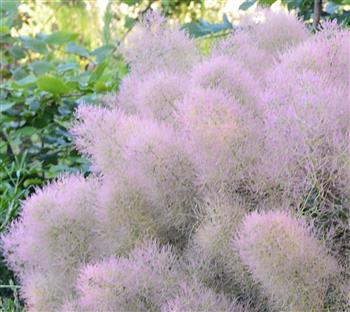 Arbre à perruques nain "young lady"