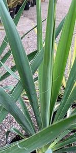 Yucca filamenteux