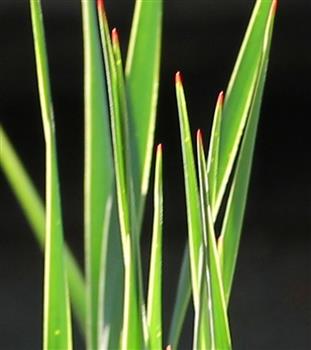 Yucca rostrata "Saphire Skies"