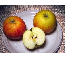 Pommier 'belle de boskoop rouge'