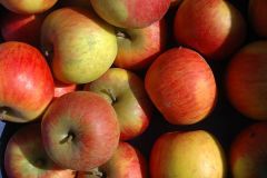 Pommier 'Reine des Reinettes'