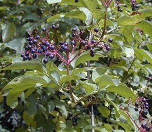 Sureau, sureau noir, susier, grand sureau, hautbois, suseau