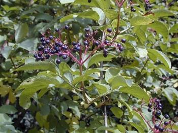 Sureau, sureau noir, susier, grand sureau, hautbois, suseau