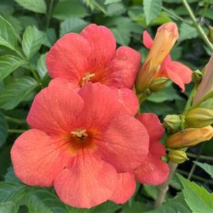 Bignone orange "Madame Galen"