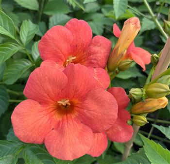 Bignone orange "Madame Galen"