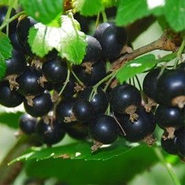 Cassissier 'Black Down'